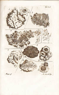 Fasciculus plantarum cryptogamicarum britanniae lusitanorum botanicorum in usum, Celsissimi ac Potentissimi Lusitaniae Principis Regentis Domini Nostri, et Jussu, et Auspiciis denuo typis mandatus, curante Fr. Josepho Mariano Veloso. by James DICKSON - 1800 - from Judith Hodgson Antiquarian Books (SKU: 1745)