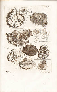 Fasciculus plantarum cryptogamicarum britanniae lusitanorum botanicorum in usum, Celsissimi ac Potentissimi Lusitaniae Principis Regentis Domini Nostri, et Jussu, et Auspiciis denuo typis mandatus, curante Fr. Josepho Mariano Veloso. by DICKSON, James - 1800