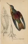 Agloeactis Cupreipennis