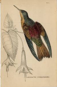 Agloeactis Cupreipennis