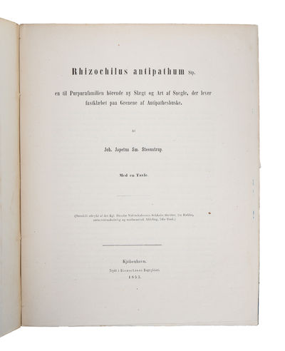 Rhizochilus antipathum Stp. en til…