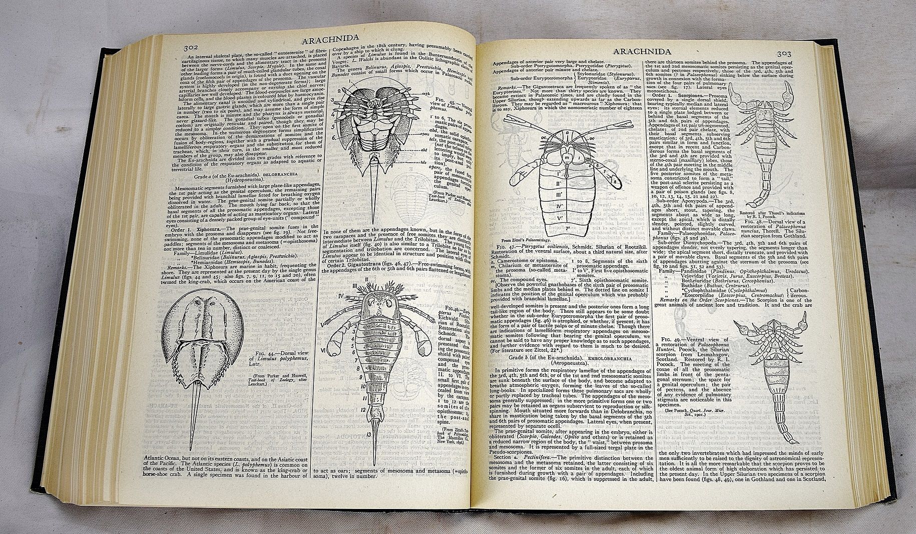 Encyclopaedia Britannica 13th Edition Cambridge Issue 1926