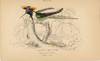 Trochilus Cornutus. Male. (Double-crested Humming Bird). Native of Brazil