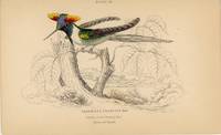 Trochilus Cornutus. Male. (Double-crested Humming Bird). Native of Brazil
