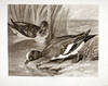 Widgeons