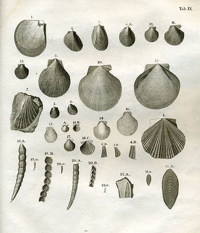 Petrificata suecana formationis cretaceæ,…