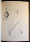 Plants: United States and Mexican Boundary