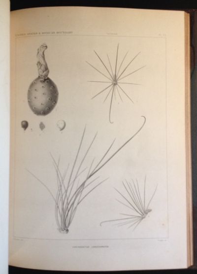 Plants: United States and Mexican Boundary