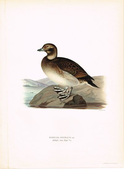 Harelda Hyemalis. Altfågel, ung fågel. (Havelle).…