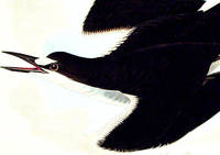 Sooty Tern. From The Birds of America (Amsterdam Edition)