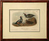 A Harlequin Duck by Audubon
