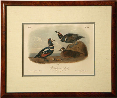 A Harlequin Duck by Audubon