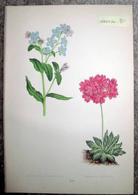 image of Antique Botanical Chromolithograph- Myosotis Dissitiflora and Primula Farinosa