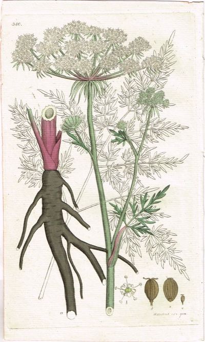 Pl. 380. (Kärrsilja / Mossrot / Selinum…