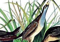 Sora or Rail. From The Birds of America (Amsterdam Edition)