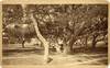 [VIRGINIANA] BOUDOIR CABINET CARD] FORT MONROE. OLD POINT COMFORT. 1887