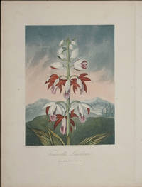 image of Tankerville's Limodorum