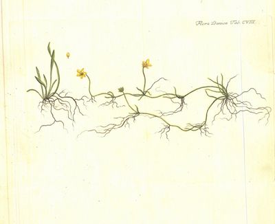 Plansje CVIII fra Flora Danica. Andre hefte.
