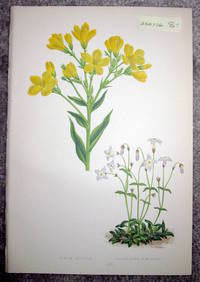 image of Antique Botanical Chromolithograph- Linum Flavum and Houstonia Caerulea
