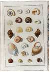 Testacea Musei Caesarei Vindobonensis, quae jussu Mariae Theresiae Augustae disposuit et descripsit Ignatius a Born