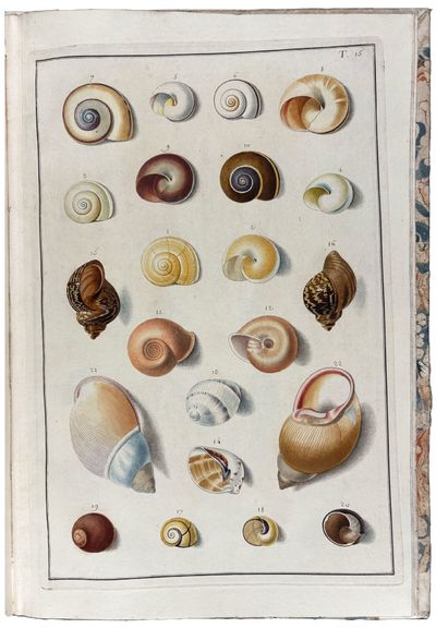 Testacea Musei Caesarei Vindobonensis, quae jussu Mariae Theresiae Augustae disposuit et descripsit Ignatius a Born