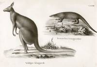 Wolliger Kanguruh by [KANGAROO] ANONYMOUS - 1860