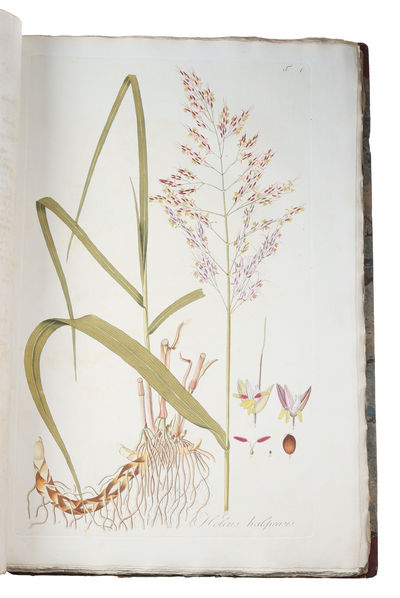 Icones et Descriptiones Graminum Austriacorum. Vol. 1-3 (of 4). - [THE MOST MAGNIFENT WORK ON GRASSES EVER PRODUCED] (photo 4)