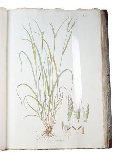 Icones et Descriptiones Graminum Austriacorum. Vol. 1-3 (of 4). - [THE MOST MAGNIFENT WORK ON GRASSES EVER PRODUCED] (photo 4)
