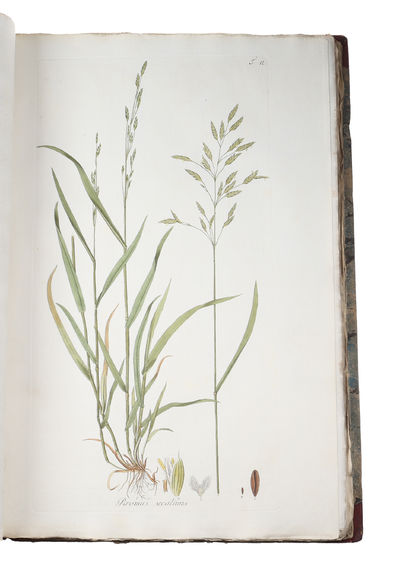 Icones et Descriptiones Graminum Austriacorum. Vol. 1-3 (of 4). - [THE MOST MAGNIFENT WORK ON GRASSES EVER PRODUCED] (photo 5)