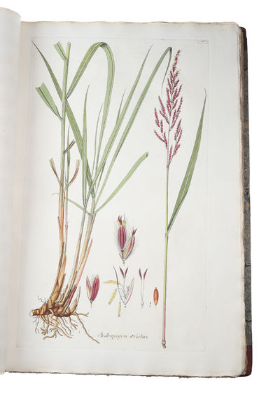 Icones et Descriptiones Graminum Austriacorum. Vol. 1-3 (of 4). - [THE MOST MAGNIFENT WORK ON GRASSES EVER PRODUCED] (photo 8)