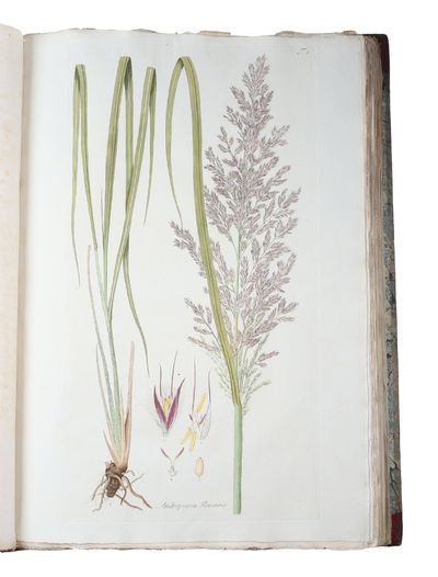 Icones et Descriptiones Graminum Austriacorum. Vol. 1-3 (of 4). - [THE MOST MAGNIFENT WORK ON GRASSES EVER PRODUCED] (photo 10)