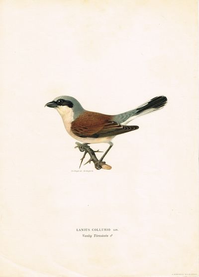 Lanius collurio. Canlig törnskata (Tornskate).…