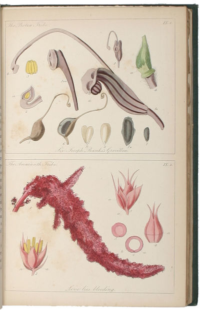 Ladies' Botany: or a Familiar Introduction To the Study of the Natural System of Botany. Sixth ed. 2 vols. (photo 3)