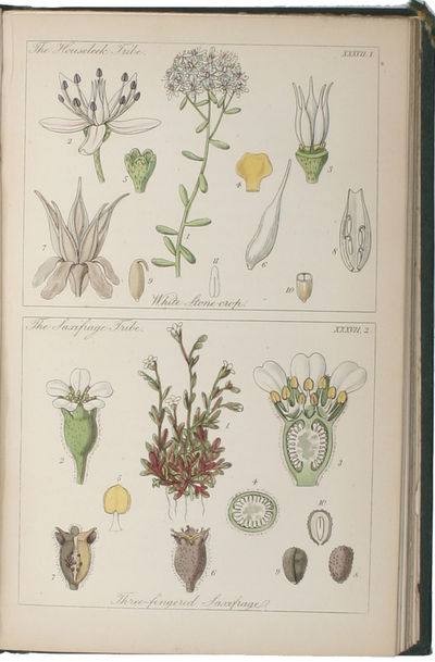 Ladies' Botany: or a Familiar Introduction To the Study of the Natural System of Botany. Sixth ed. 2 vols. (photo 4)
