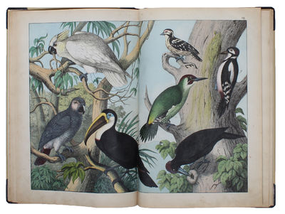 Afbildninger til Fuglenes Naturhistorie med…