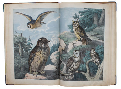 Afbildninger til Fuglenes Naturhistorie med oplysende Text. (photo 4)