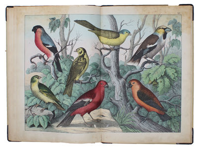 Afbildninger til Fuglenes Naturhistorie med oplysende Text. (photo 5)