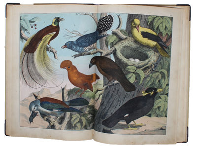 Afbildninger til Fuglenes Naturhistorie med oplysende Text. (photo 6)