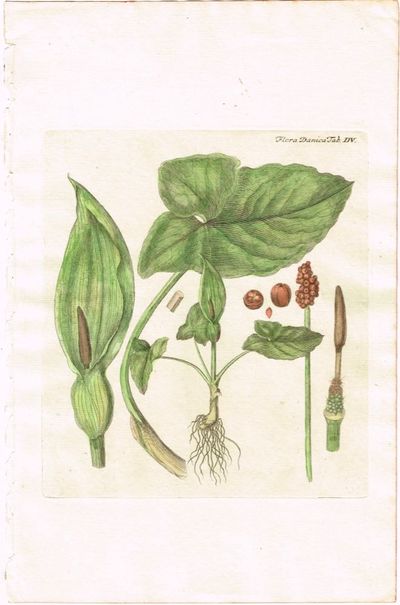 Tab. DV. Arum maculatum (Munkehette). Utg. av…