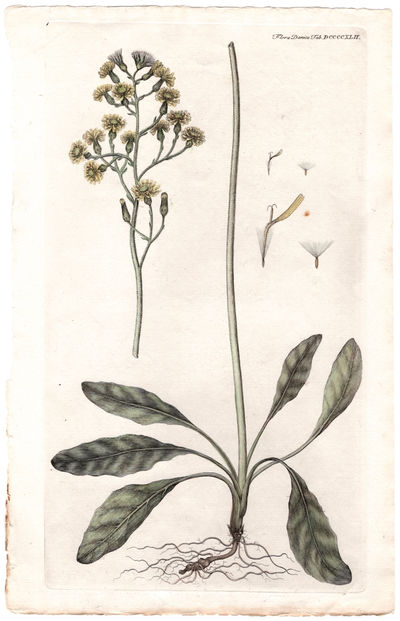 Tab. DCCCCXLII. Crepis praemorsa (L.)…