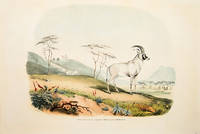 XVIII. Aigocerus Equina - The Roan Antelope.
