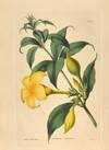 THE BOTANICAL CABINET, VOL. III