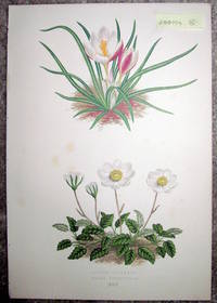 image of Antique Botanical Chromolithograph- Crocus Boryanus Anddryas Octopetala