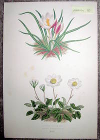 Antique Botanical Chromolithograph- Crocus Boryanus Anddryas Octopetala.