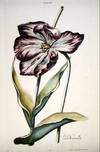 HORTUS NITIDISSIMIS ... : Tulip IV; La Nouvelle (print)