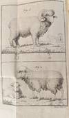 View Image 2 of 3 for Del governo delle pecore spagnuole e italiane e dei vantaggi che ne derivano Inventory #1398