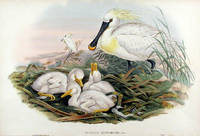 [Spoonbill] Platalea Leucorodia