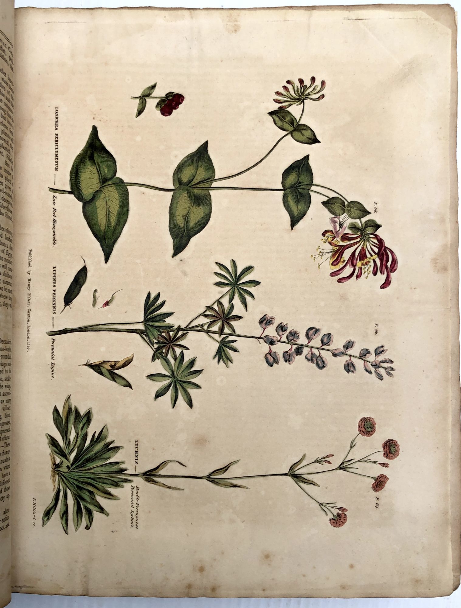 BIBLIO The Universal Herbal; or, Botanical, Medical, and Agricultural