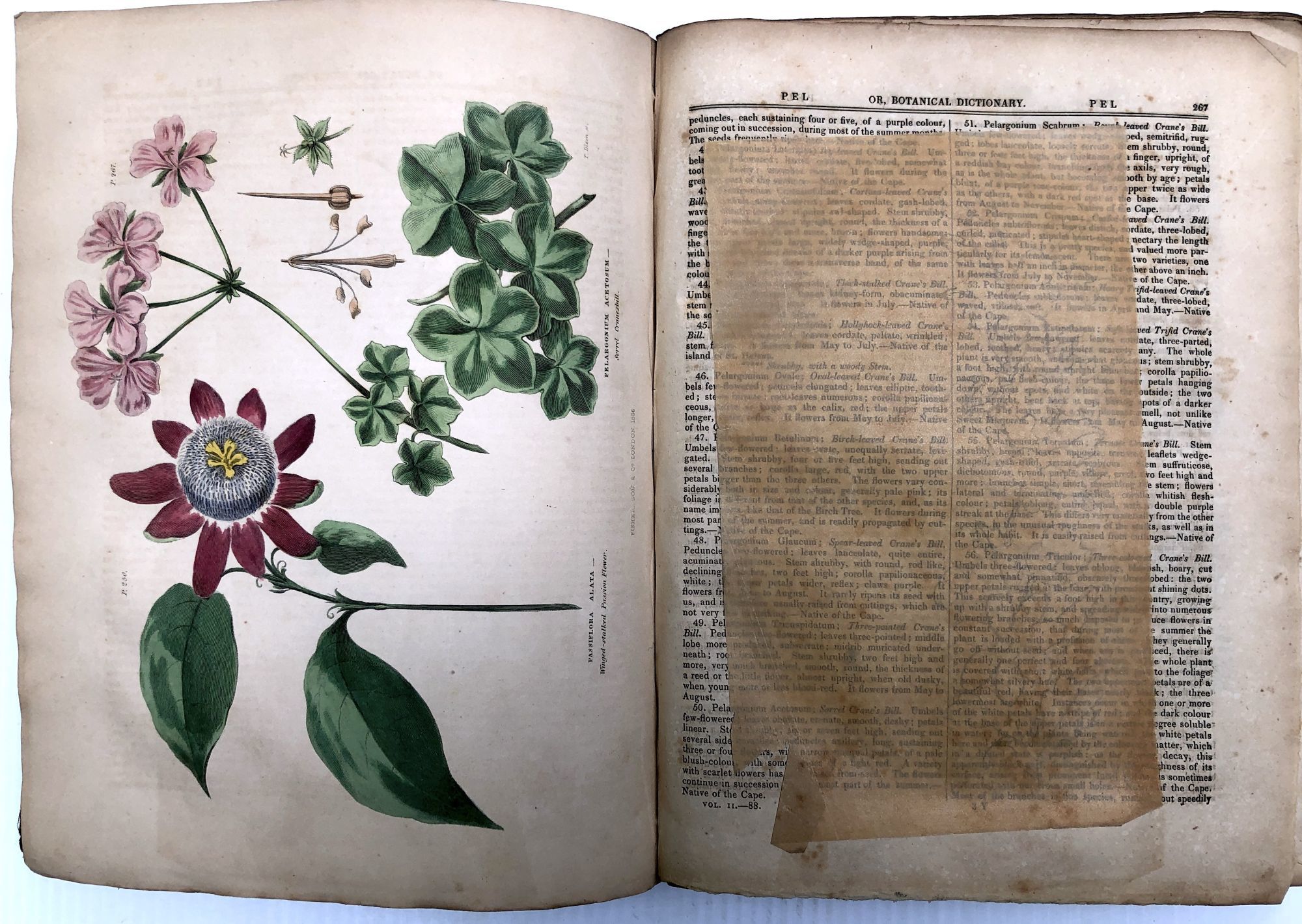BIBLIO The Universal Herbal; or, Botanical, Medical, and Agricultural