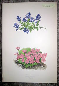 Antique Botanical Chromolithograph- Polygala Galcarea and Silene Acaulis.